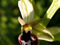 Ophrys reinholdii 2, Saxifraga-Hans Dekker