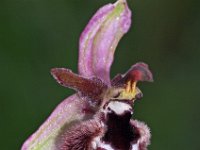 Ophrys reinholdii 3, Saxifraga-Hans Dekker