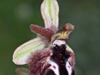 Ophrys reinholdii 4, Saxifraga-Hans Dekker