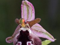 Ophrys reinholdii 5, Saxifraga-Hans Dekker