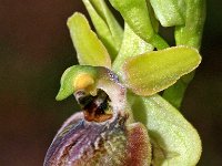 Ophrys riojana 10, Saxifraga-Hans Dekker