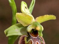 Ophrys riojana 11, Saxifraga-Hans Dekker