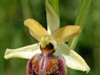 Ophrys riojana 12, Saxifraga-Hans Dekker
