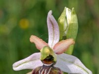 Ophrys riojana 13, Saxifraga-Hans Dekker