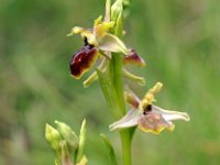 Ophrys riojana 14, Saxifraga-Hans Dekker