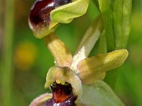 Ophrys riojana 15, Saxifraga-Hans Dekker