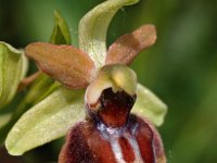 Ophrys riojana 2, Saxifraga-Hans Dekker