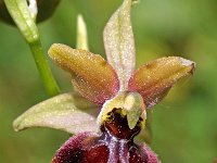 Ophrys riojana 4, Saxifraga-Hans Dekker