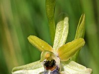 Ophrys riojana 5, Saxifraga-Hans Dekker