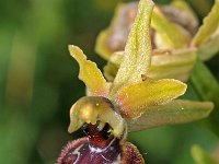 Ophrys riojana 6, Saxifraga-Hans Dekker