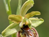 Ophrys riojana 7, Saxifraga-Hans Dekker