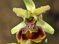 Ophrys riojana 8, Saxifraga-Hans Dekker