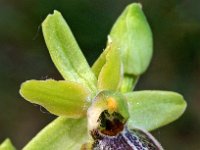 Ophrys riojana 9, Saxifraga-Hans Dekker