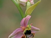 Ophrys santonica 1, Saxifraga-Hans Dekker