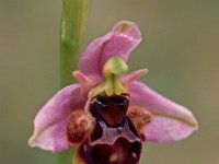Ophrys santonica 2, Saxifraga-Hans Dekker