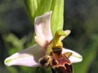 Ophrys santonica 3, Saxifraga-Hans Dekker