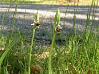 Ophrys santonica 5, Saxifraga-Hans Dekker