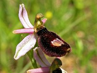 Ophrys saratoi 2, Saxifraga-Hans Dekker