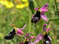 Ophrys saratoi 3, Saxifraga-Hans Dekker
