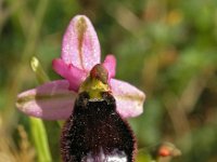 Ophrys saratoi 4, Saxifraga-Hans Dekker