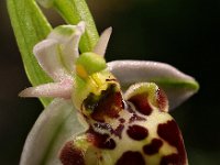 Ophrys scolopax 12, Saxifraga-Hans Dekker