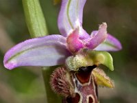 Ophrys scolopax 43, Saxifraga-Hans Dekker