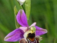 Ophrys scolopax 48, Saxifraga-Hans Dekker
