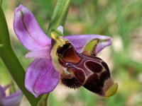 Ophrys scolopax 50, Saxifraga-Hans Dekker