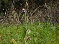 Ophrys scolopax 63, Saxifraga-Ed Stikvoort