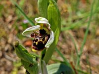 Ophrys scolopax 10, Saxifraga-Hans Dekker