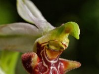 Ophrys scolopax 11, Saxifraga-Hans Dekker