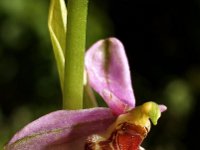Ophrys scolopax 13, Saxifraga-Hans Dekker