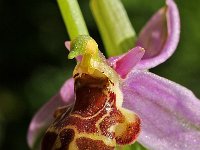 Ophrys scolopax 14, Saxifraga-Hans Dekker