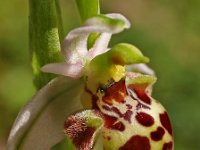Ophrys scolopax 15, Saxifraga-Hans Dekker