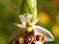 Ophrys scolopax 16, Saxifraga-Hans Dekker