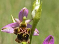 Ophrys scolopax 2, Saxifraga-Hans Dekker