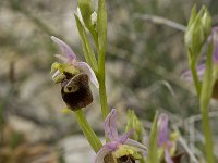 Ophrys scolopax 20, Saxifraga-Willem van Kruijsbergen