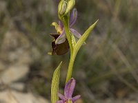 Ophrys scolopax 22, Saxifraga-Willem van Kruijsbergen