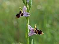 Ophrys scolopax 3, Saxifraga-Hans Dekker