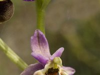 Ophrys scolopax 38, Saxifraga-Jan van der Straaten