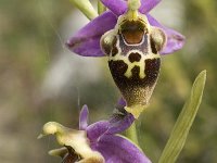 Ophrys scolopax 39, Saxifraga-Jan van der Straaten