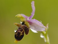 Ophrys scolopax 41, Saxifraga-Elisabeth Raboin