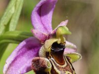 Ophrys scolopax 44, Saxifraga-Hans Dekker