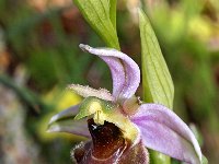 Ophrys scolopax 46, Saxifraga-Hans Dekker