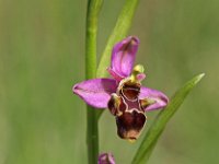 Ophrys scolopax 47, Saxifraga-Hans Dekker