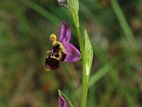 Ophrys scolopax 5, Saxifraga-Hans Dekker