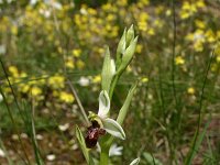 Ophrys scolopax 52, Saxifraga-Dirk Hilbers