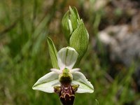 Ophrys scolopax 53, Saxifraga-Dirk Hilbers