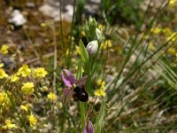 Ophrys scolopax 54, Saxifraga-Dirk Hilbers
