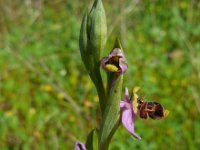 Ophrys scolopax 56, Saxifraga-Ed Stikvoort